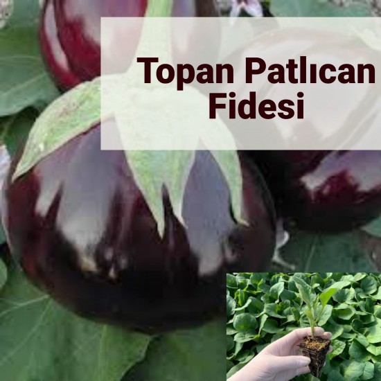 Patlıcan Topan